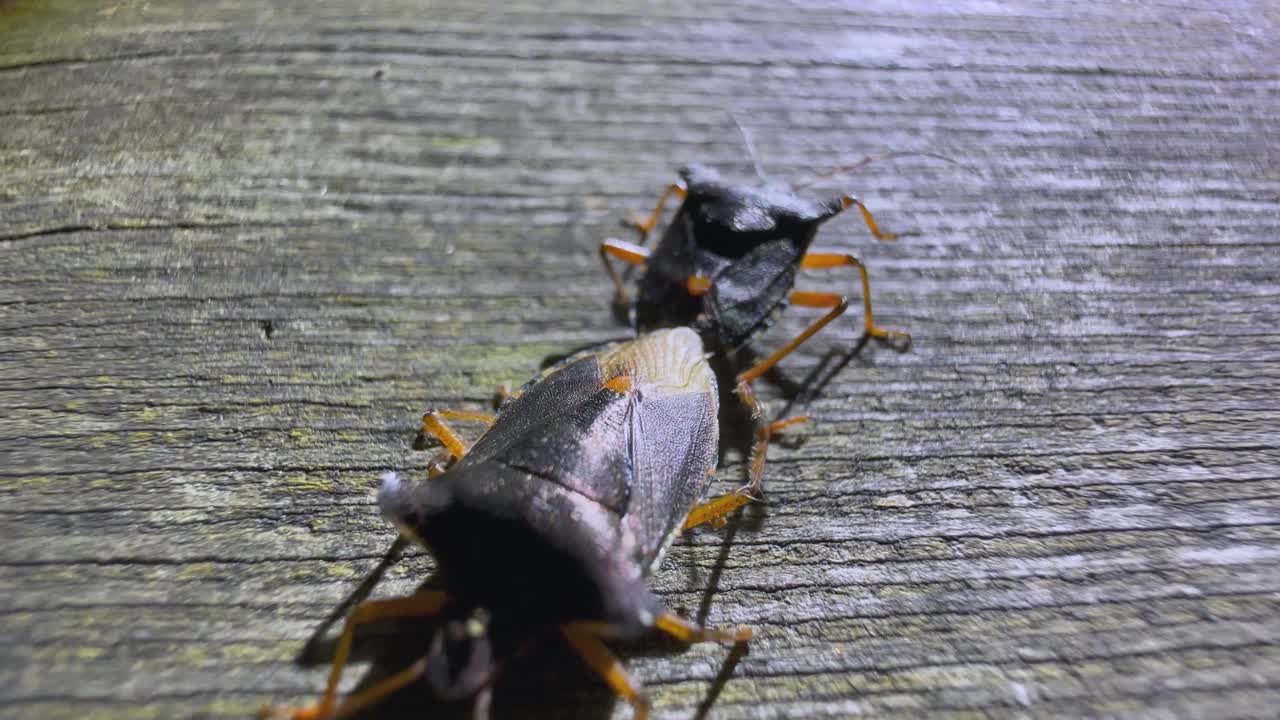 un primer plano de insectos forestales en apareamiento o insectos escuderos de patas rojas (pentatoma rufipes) en una vieja mesa de madera robusta por la noche.