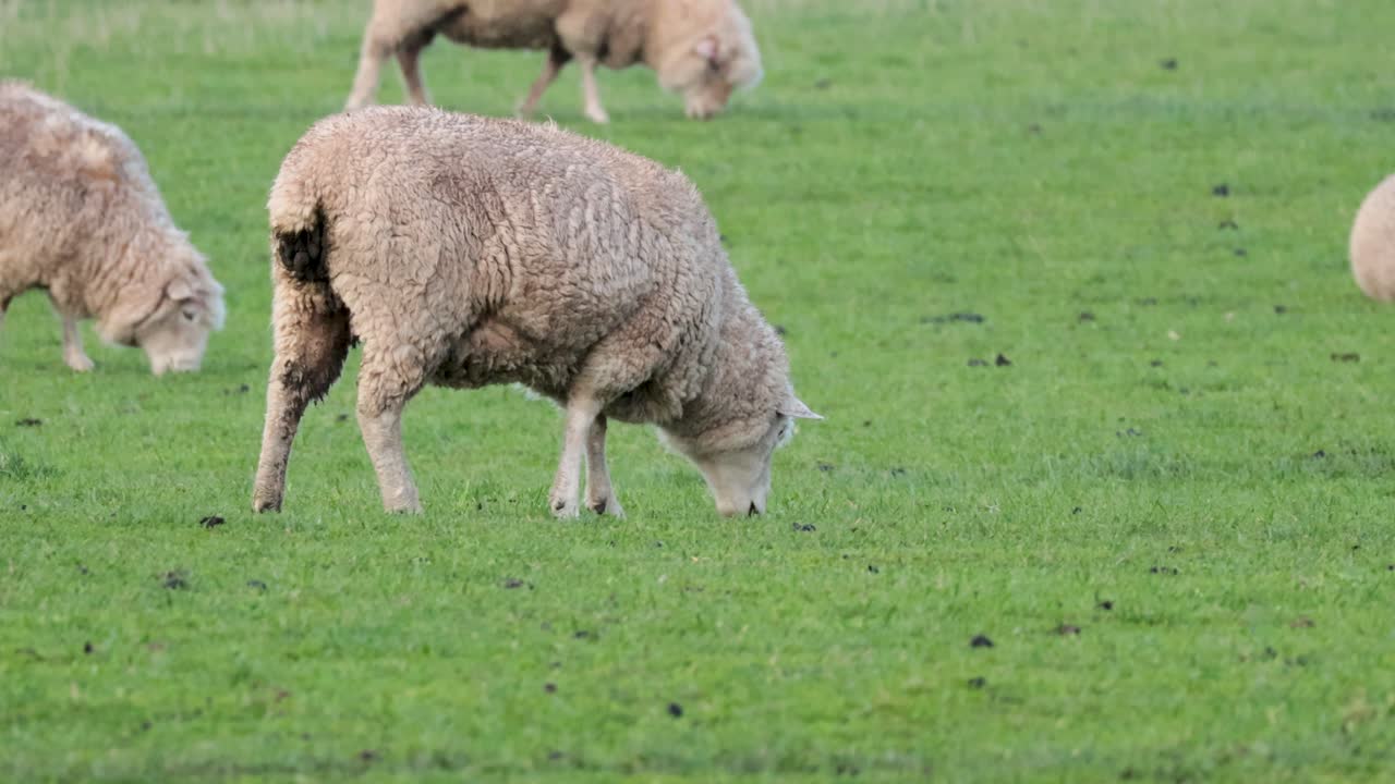 овцы мирно пасутся на зеленом поле