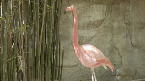 pink-flamingo-alone-cleans-its-plumage-and-looks-around