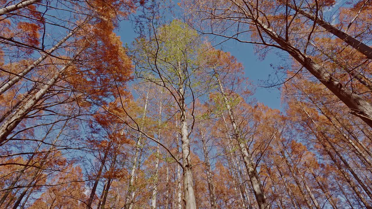 A breathtaking low-angle view of rust-red Metasequoia tree tops spreading across a clear blue sky in Mizumoto Park, Tokyo, during peak autumn