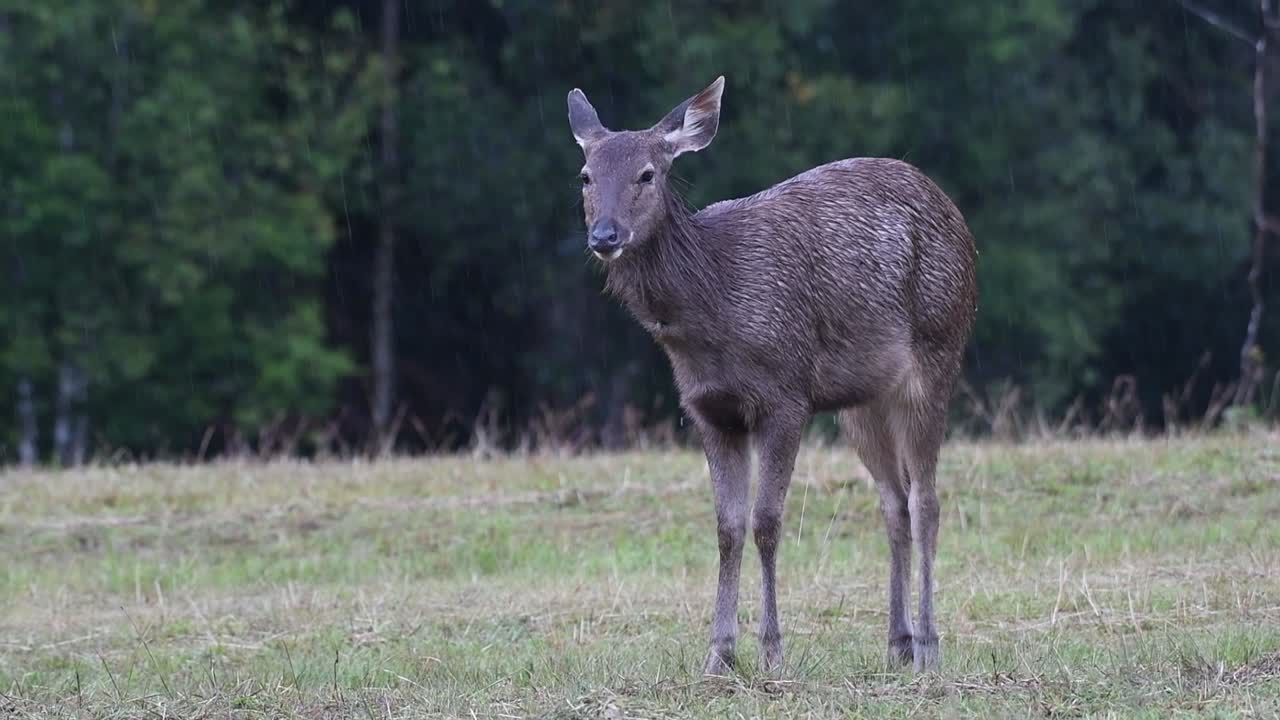 el ciervo sambar es una especie vulnerable debido a la pérdida de hábitat y la caza