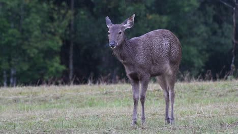 El-Ciervo-Sambar-Es-Una-Especie-Vulnerable-Debido-A-La-Pérdida-De-Hábitat-Y-La-Caza