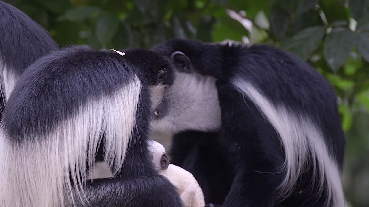 primer plano de la familia de monos colobos blancos y negros con un bebé recién nacido
