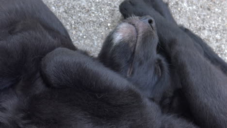lindos cachorros recién nacidos descansando afuera