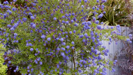 Panning-shot-of-ceanothus-in-full-flower