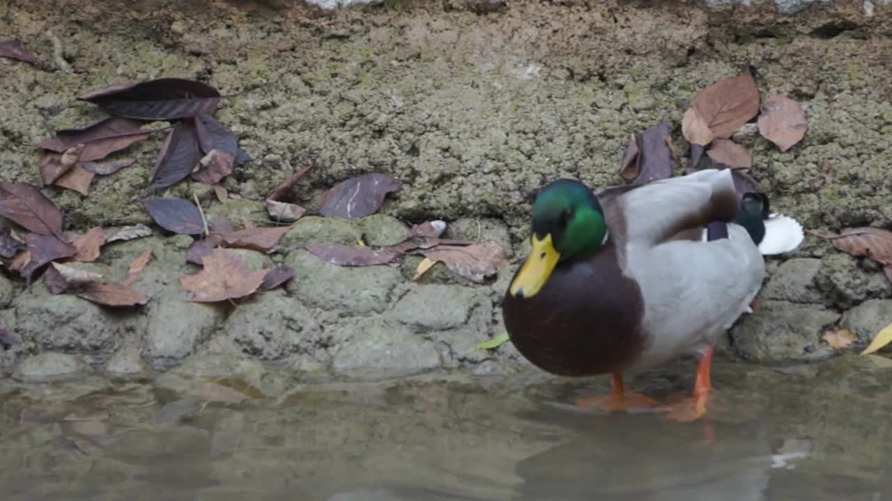 Un'anatra siede sulla riva e si pulisce.