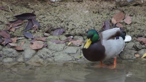 a duck sits by the bank and cleans himself