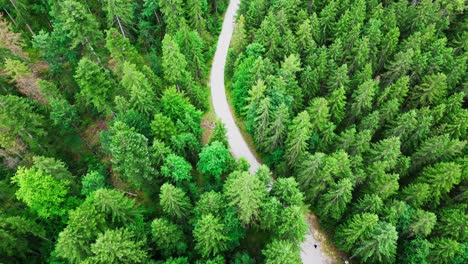 Cycling-and-walking-trail-in-the-middle-of-pine-tree-forest-near-Eibsee-lake-at-the-foot-of-Zugspitze-mountain-in-Bavaria,-Germany