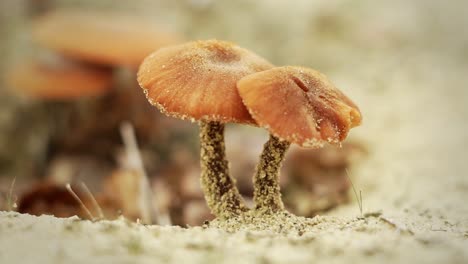 special kinds of mushrooms with mold and a brown skin