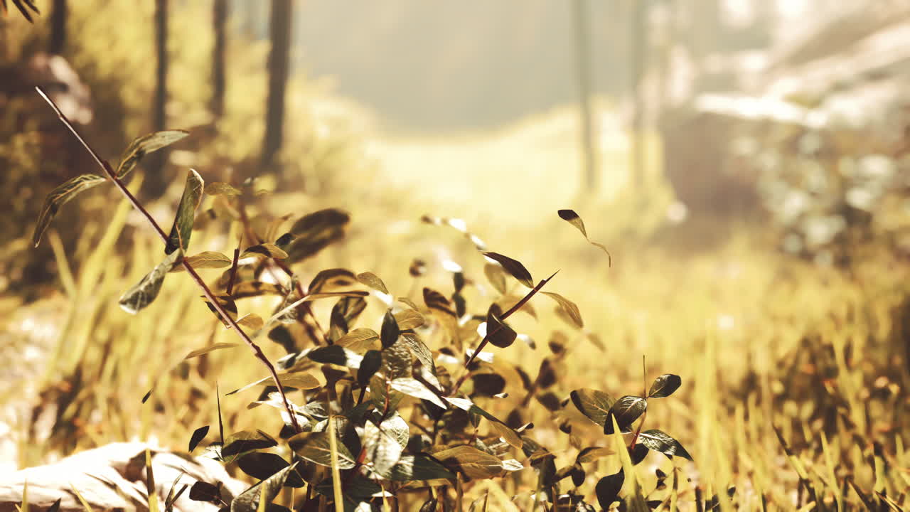 빛이 비치는 숲길