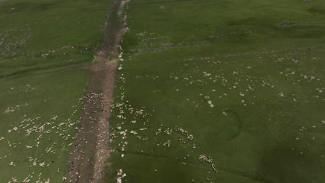 Large-Flock-Of-Sheep-In-Green-Meadows-At-Ktsia-Tabatskuri-Managed-Reserve-In-Samtskhe-Javakheti-Region-Of-Georgia