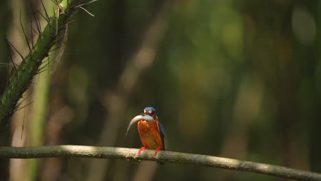 blue-eared kingfisher bird is slamming the fish it has caught so that it can enter its mouth and be swallowed