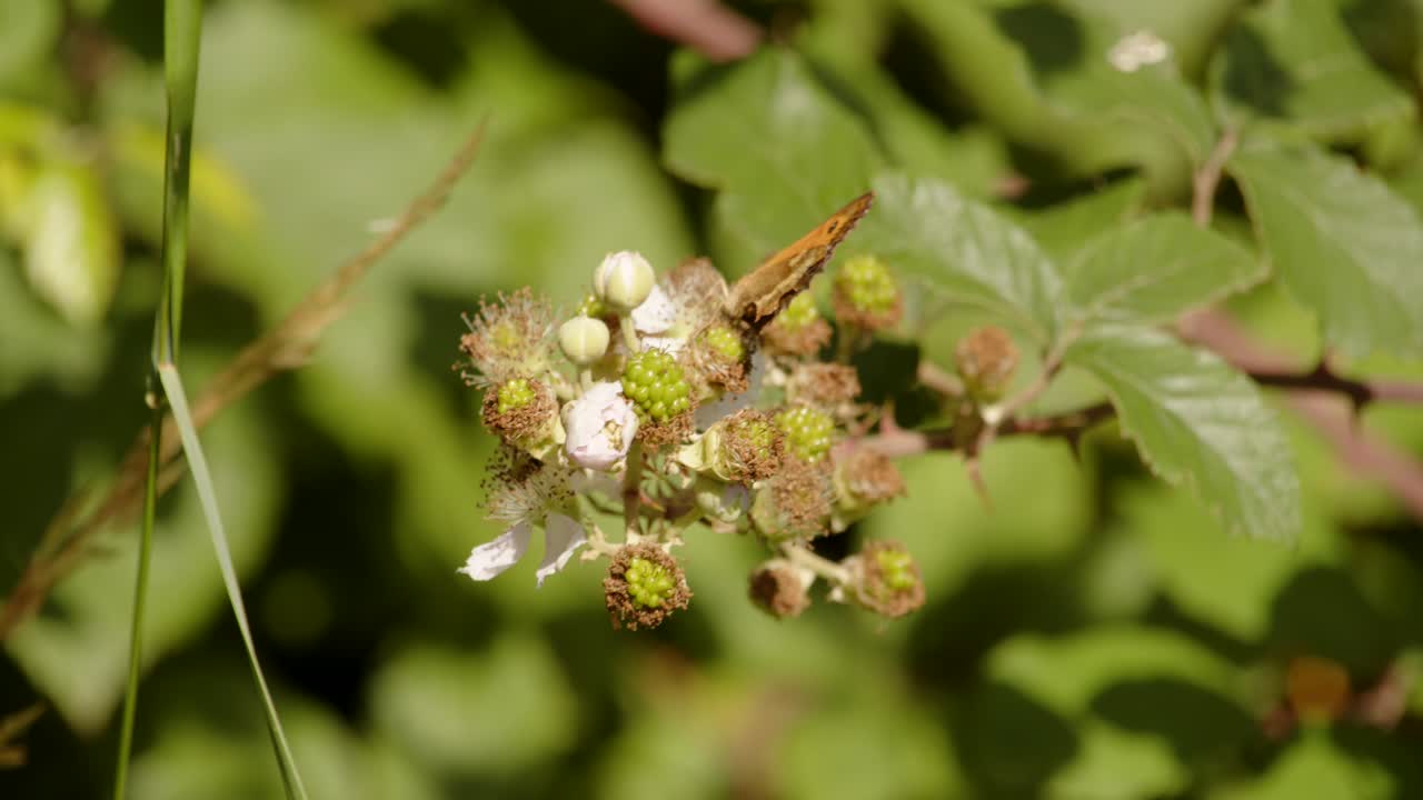 disparo de la mariposa portero pyronia tithonus volando de la flor de la morera silvestre