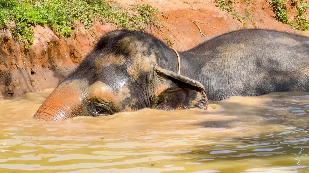 En asiatisk elefant svømmer og plasker med sin snabel i en mudret flod i skarpt sollys.
