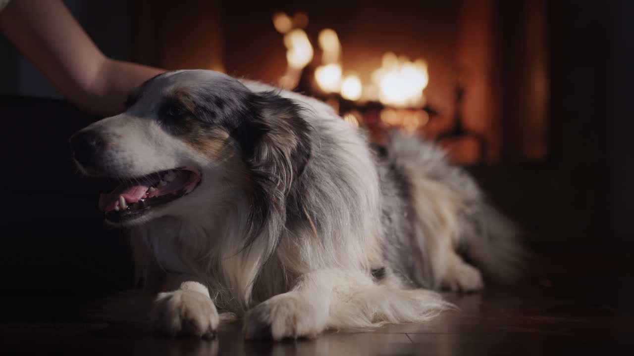 주인은 벽난로를 배경으로 바닥에 누워 있는 개를 쓰다듬습니다. 크리스마스 연휴를 위한 편안함과 따뜻함