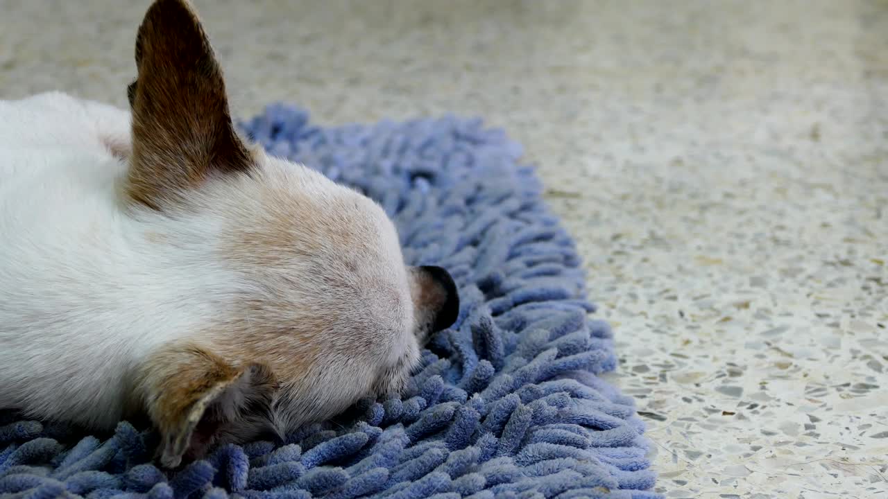 Cane Chihuahua che dorme su delle salviette.