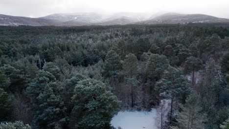 Cinematic-drone-footage-high-above-the-snow-covered-canopy-of-a-Scots-pine-and-silver-birch-forest-a-mountain-background-in-winter-at-sunrise