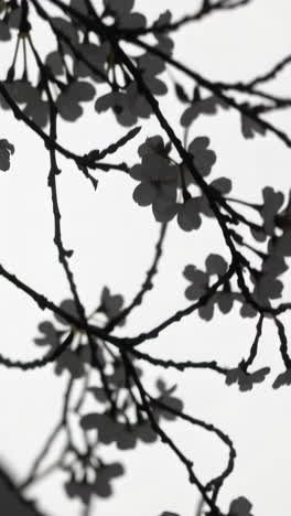 sakura shadow play