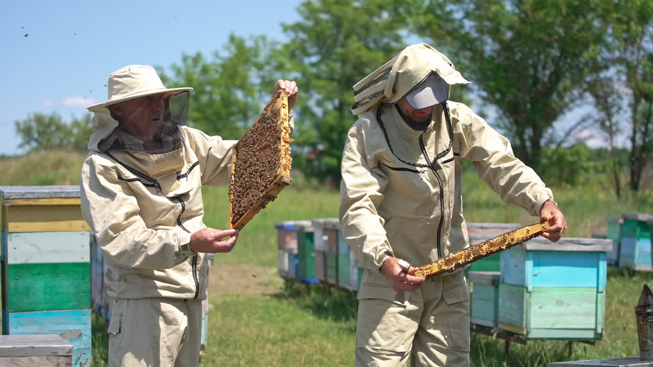 Honey frames coated with bees in the hands of apiarists. Beekeepers in protective clothes checking honey harvest. Nature backdrop.