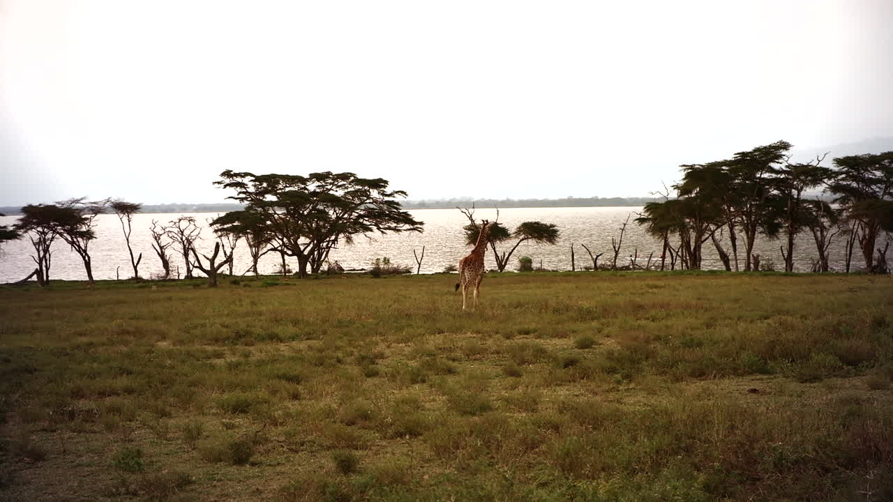 Giraffe in African Savanna near Lake