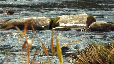 Río-De-Desove-De-Peces,-Rocoso-Poco-Profundo-Con-Una-Gran-Corriente