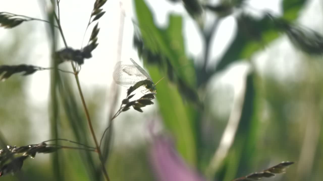 잔디에 있는 작은 곤충