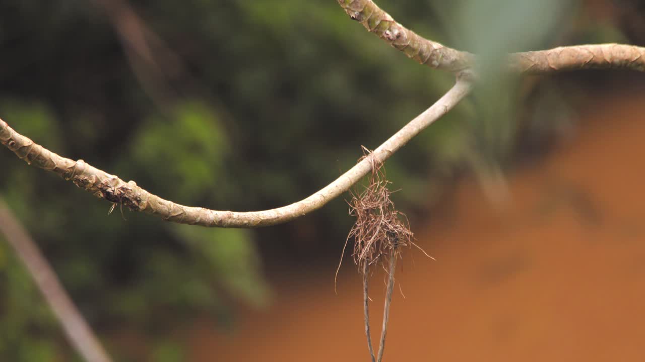 Swallow Tanager bird pair nest-build in Peru’s rainforest, female carries material gently in her beak and both fly away