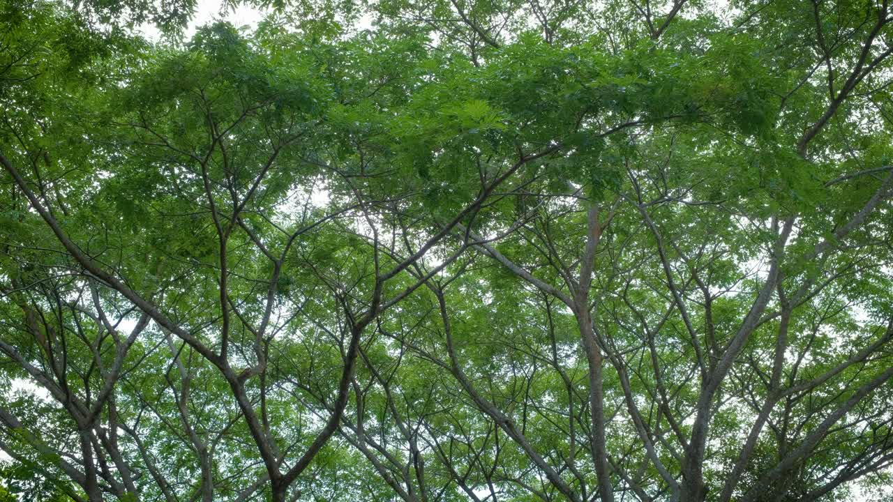 Tree is waving by soft wind in natural. Beautiful sun shines through foliage. "Rain