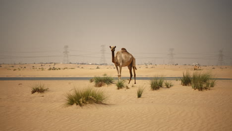 camello en el desierto