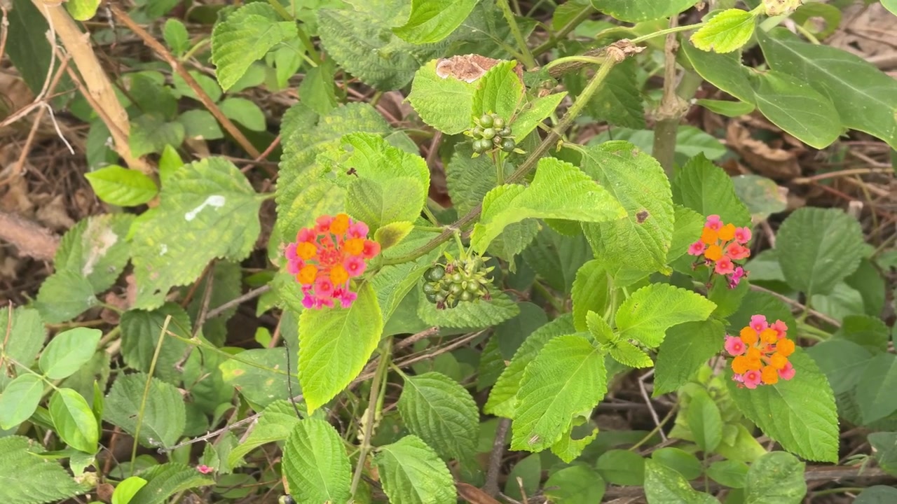 Fiori di Lantana vivaci che sbocciano in un ambiente di giardino naturale