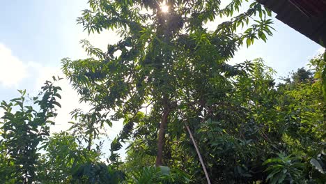 using a long stick hitting and collecting ripe, delicious, healthy green mangoes down from a tall mango fruit tree on a tropical island
