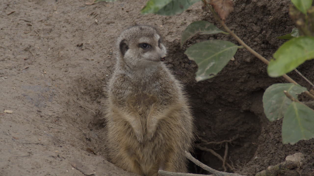 portrait Cute meerkat standing near burrow and looking around