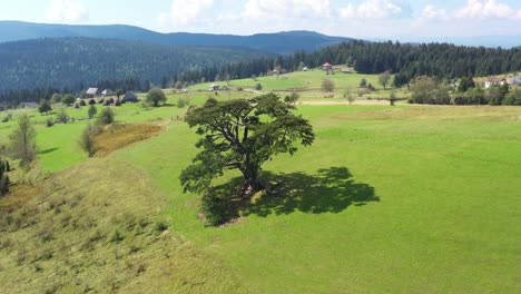 Die-Berühmte-Große-Heilige-Kiefer-Auf-Dem-Berg-Kamena-Gora-In-Serbien-An-Einem-Sonnigen-Tag---Drohnenaufnahme-Aus-Der-Luft