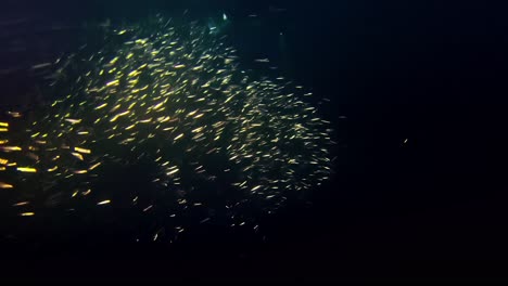 night hunting, shoal of fish in the darkness