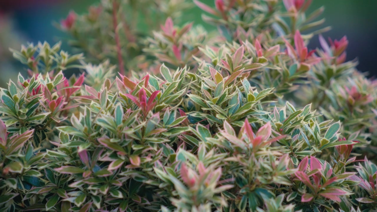 Cây bụi Pieris khẽ đung đưa trong gió.