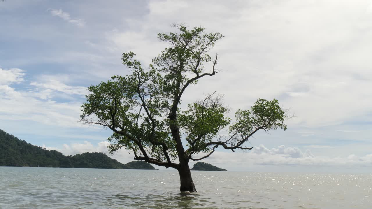 A solitary mangrove tree rising from calm tropical water near Koh Chang, Thailand. Peaceful coastal scenery, nature, and environmental beauty in a tranquil seascape