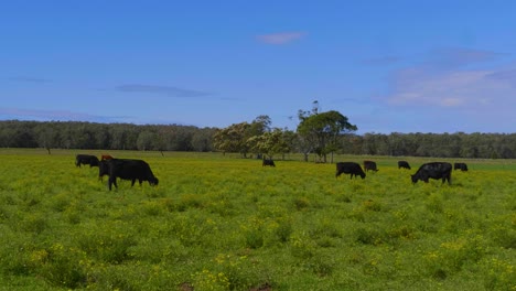 black cows feeding on the green pasture - countryside near the crescent head village - sydney, nsw, australia