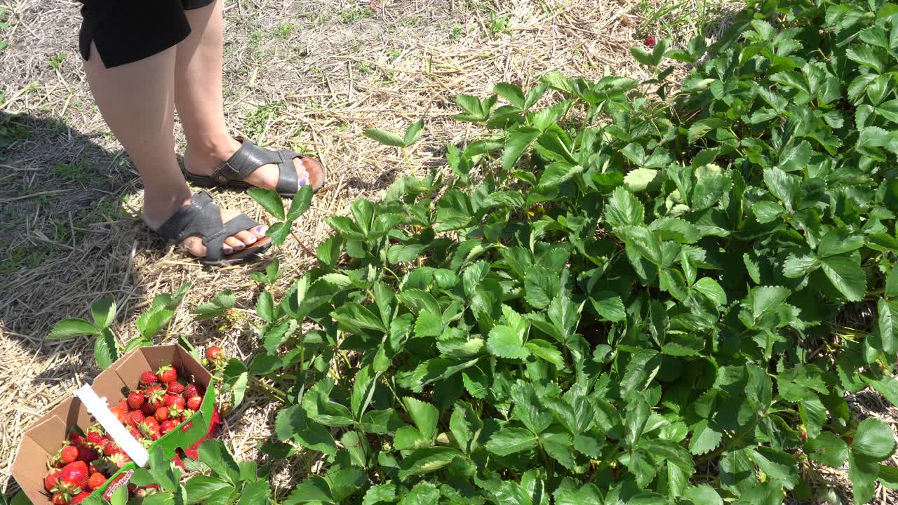 una mujer está buscando fresas pacientemente durante un día de verano