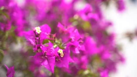 la flor de la bougnavilla de color rosa está floreciendo, vista de cerca