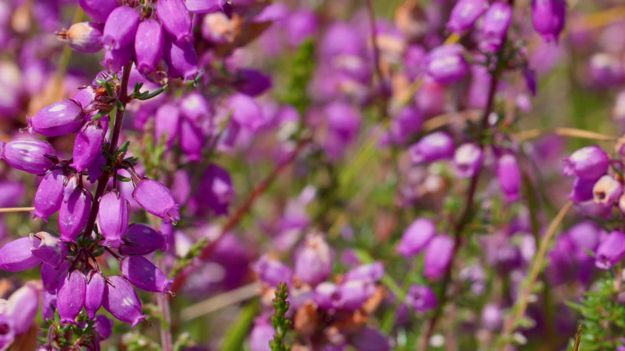 Vibrant purple heather bellflowers gently swaying outdoors, captured in bright natural sunlight, macro perspective