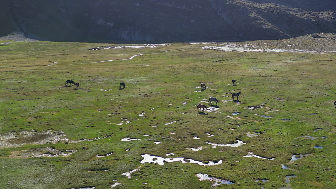 Flyover horse herd graze green grass in natural alpine meadow pasture