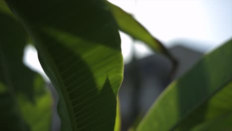 Hermoso-Naturaleza-Planta-Grasa-Hojas-Hoja-Verde-Jardín-Lujo-Lujoso-Verano-Primavera-Fauna