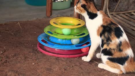 A-calico-pet-kitten-playing-with-a-colorful-cat-toy-at-a-barn,-candid