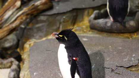 penguin opens beak as if calling or feeding