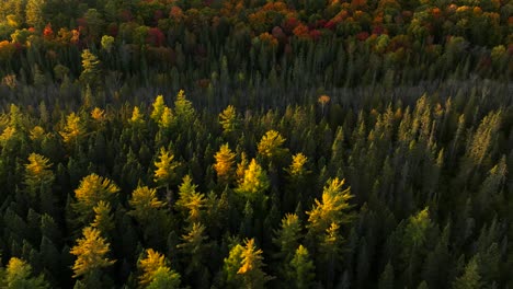 dynamic aerial reveal of beautiful autumn trees, bright, sunny day