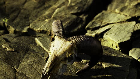 skull of a mountain goat resting on rocky terrain during sunset