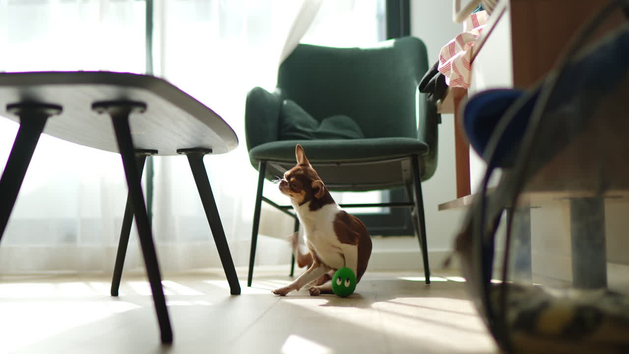 Chihuahua dog playing with toy indoors