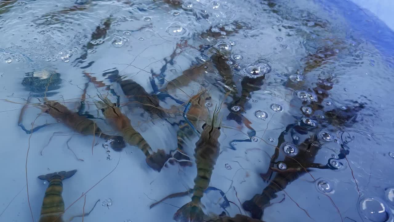 Explore vibrant underwater world as shrimp swim gracefully through ocean depths