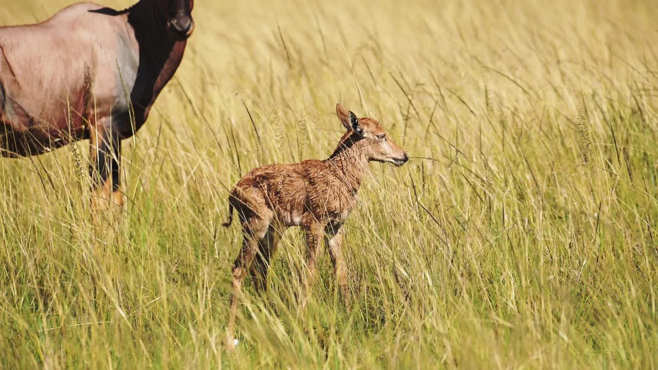 Young cute baby Topi by mother's side newborn in tall grasslands of masai mara savannah African Wildlife in Maasai Mara National Reserve, Kenya, Africa Safari Animals in North Conservancy