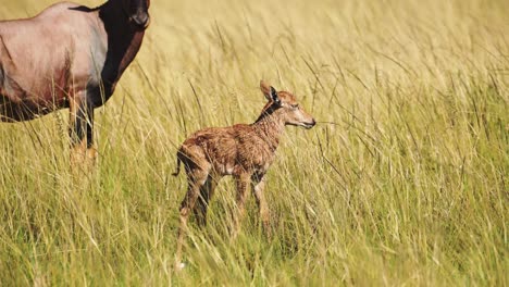 young cute baby topi by mother's side newborn in tall grasslands of masai mara savannah african wildlife in maasai mara national reserve, kenya, africa safari animals in north conservancy